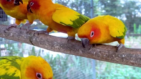 Sun Conures at Floating Market Stock Footage 311034739