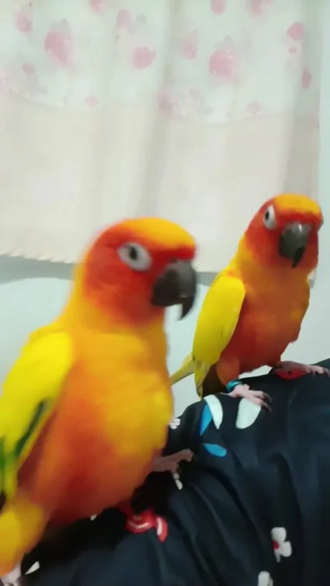 Sun Conures Have Dance Party, Pathum Thani, Thailand - 09 Sep 2022 Stock Footage 209114568