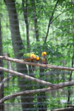 Sun Conures or Sun Parakeets (Aratinga Solstitialis) Stock Photos