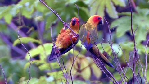 Sun Conures Stock Photos