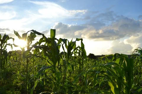 Sun in corn field Stock Photos