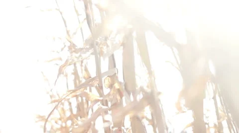 Sun on cornfield  스톡 동영상 1062091