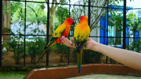 Sun Cornure parrots holding human hands, eating food, seeds.  Stock Footage 208436817
