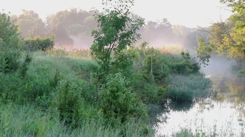 Sun on creek Video stock 908189