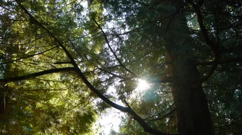 Sun dance through the branches Stock Footage 48470272