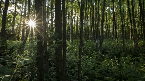 Sun Dancing in the Woods - Timelapse - 4K - 23.98 fps - England - UK Stock Footage 147497190