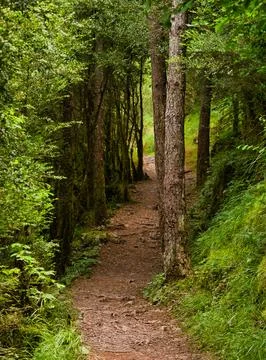 Sun-dappled Dirt Path Through Dense Forest - Vertical view of a winding dir.. Stock Photos