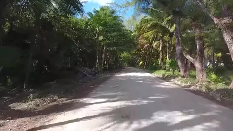 Sun-dappled dirt road winding through a lush tropical landscape of palms an.. Stock Footage 302310649
