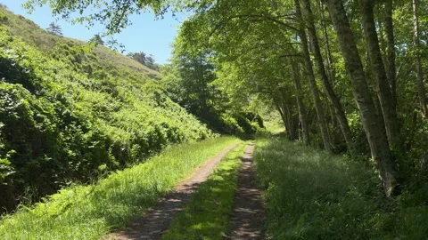 Sun-Dappled Dirt Road Winding Through Lush Coastal Forest Stock-Footage 334156386