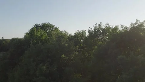 Sun-Dappled Forest Canopy - Aerial View Stock Footage 263793066