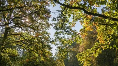 Sun-Dappled Forest Canopy Stock Photos
