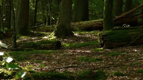 Sun-dappled Forest Floor with Moss-covered Logs and Trees Stock Footage 295748578
