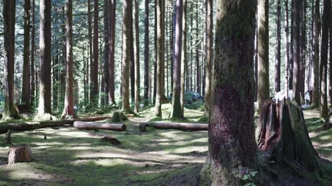 Sun-dappled Forest with Mossy Ground and Tall Pines Stock Footage 254982764