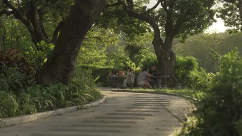 Sun-Dappled Forest Path. Shot in Shenzhen, China on September 27, 2025 Stock Footage 317944474