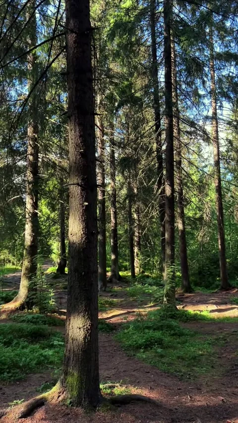 Sun Dappled Forest Path Through Trees Stock Footage 317628267