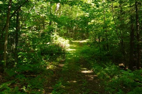 Sun-dappled forest path winding through dense green foliage on a bright summer Fotos Stock