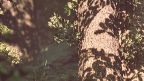 Sun dappled Forest Scene With Shadows Dancing on Tree Bark Stock Footage 346690494