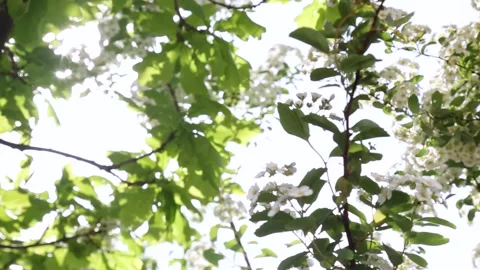 Sun-dappled green leaves and white flowers swaying in spring breeze Stock Footage 308673470