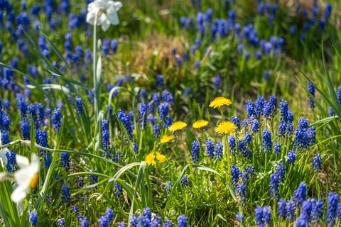 Sun-dappled meadow with blue grape hyacinths and yellow dandelions Foto stock