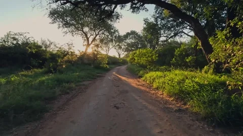 Sun dappled mood drive on sandy road through trees in golden light Stock Footage 341331667