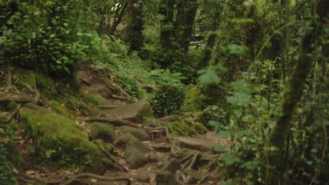 Sun-dappled, mossy ancient forest path featuring dense woodland vegetation 库存影片 336054809