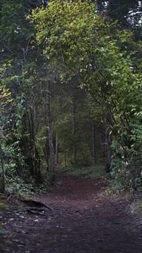 Sun-Dappled Path Through the Forest Undergrowth Stock Photos