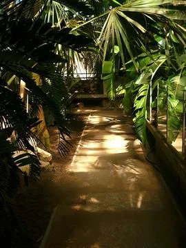 Sun-Dappled Path in Tropical Conservatory Stock Photos