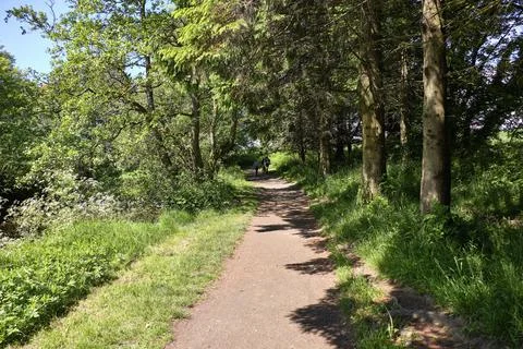 Sun-dappled path winds through lush green trees Stock Photos