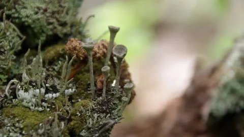 Sun Dappled Pixie Cup Lichens Video stock 154816588