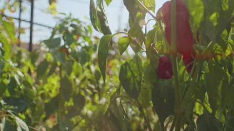 Sun-dappled red bell peppers in foliage. Organic produce and sustainable farming Stock Footage 274302028