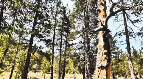 Sun Dappled, Shadowy Forest Video stock 38841617