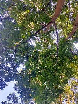 Sun Dappled Tree Canopy Stock Photos