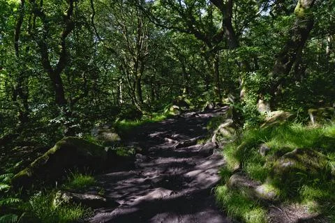 Sun dappled winding path through an ancient Derbyshire woodland Foto stock