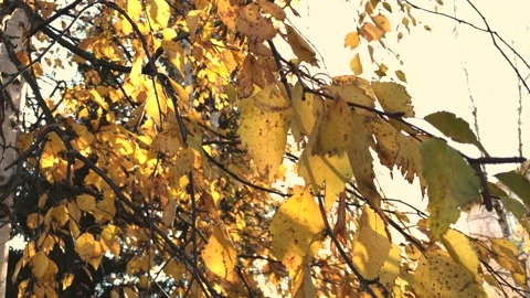 Sun day and golden leaf Stock Footage 162940203