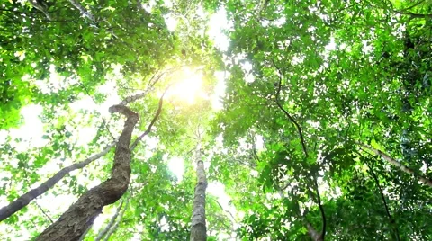 Sun in deep jungle forest. HD. 1920x1080 Stock Footage 43862114
