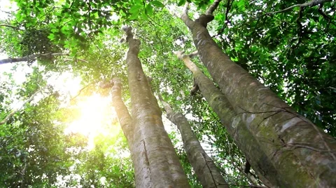 Sun in deep jungle forest. HD. 1920x1080 Stock Footage 43862353