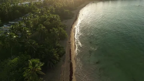 Sun Dipping Behind Palm Line-02 Stock-Footage 321950460