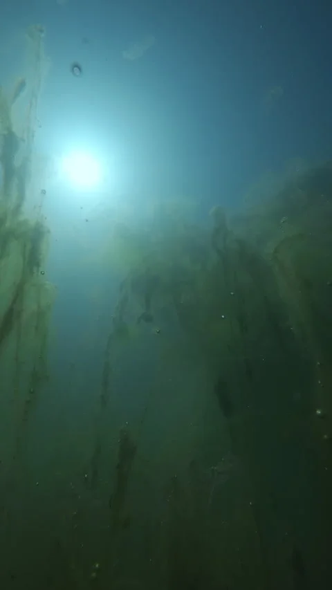 Sun disc shining through vertical trails of green Spirogyra algae underwater in Stock Footage 345863570