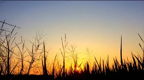 Sun down  behind silhouette field of rice field Stock Footage 63456131