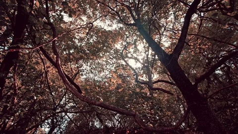 Sun-drenched autumn canopy loops upward. Ancient, twisted branches and creeping Stockbeeldmateriaal 337348628