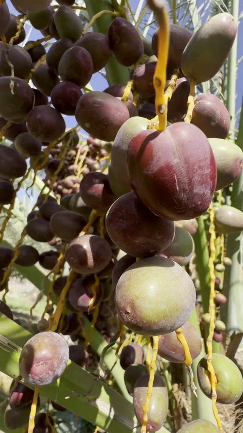 Sun-Drenched Clusters of Ripening Dates on a Desert Palm Tree Vídeo Stock 326352830