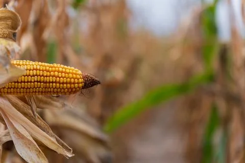 In a sun-drenched field, rows of dry corn plants display their golden ears... Stockfoto's