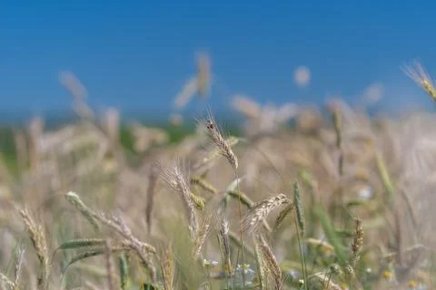 Sun-drenched fields in Europe showcase the beauty of harvest season with gold Stock Photos