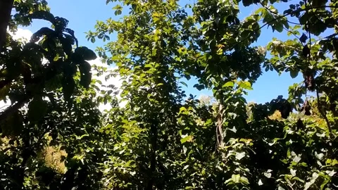 Sun-Drenched Foliage and Clear Skies Stock Footage 330586495