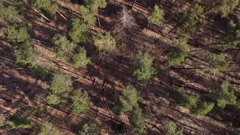 Sun-Drenched Forest from Above - Drone Perspective 動画素材 306306222