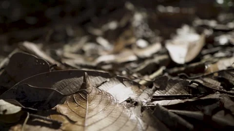 Sun-Drenched Forest Floor Vídeos de archivo 306122798