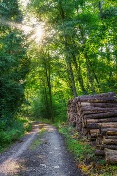 A sun-drenched forest through which a small path leads. There are stacked tre Stock Photos
