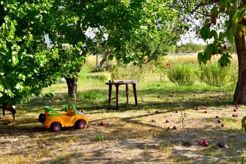 A sun-drenched garden plot with fallen apples on the grass. Stock Photos