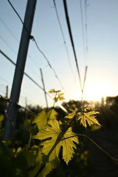 Sun Drenched Grape Vine Leaves Backlit By Golden Sunset Over Vineyard Close Up Stock-Fotos
