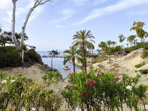 Sun-drenched palm trees lean over the calm sea 스톡 사진